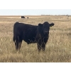 Image 3 : Darrell Goldsmith - 550# October Delivery Steer Calves - 75 Head (Hoosier, SK)