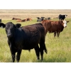 Image 9 : Riverbend Ranch - 1050# October Delivery Grass Steers - 245 Head (Spondin, AB)