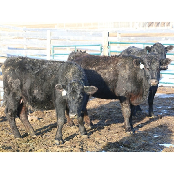 Black Powder Cattle Company - 1100# Heiferettes - 18 Head (Oxbow, SK)