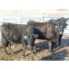 Image 1 : Black Powder Cattle Company - 1100# Heiferettes - 18 Head (Oxbow, SK)