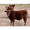 Image 2 : Red Deer River Ranches - 650# November Delivery Steer Calves - 75 Head (Sundre, AB)