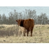 Image 7 : C & L Livestock - 29 Red Mature 3-Way Pairs (Edam, SK) VBP+