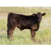 Image 7 : Justin & Theresa Berry - 515# Steer Calves - 80 Head (Hanna, AB)