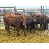 Image 3 : D6 Cattle Farm - 10 Heifers (Pen 517)