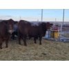 Image 4 : Graham Alexander - 3 Red Young Cows (Pen 411)