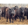 Image 2 : Richard Rosen - 1020# May Delivery Steers - 75 Head (Rainier, AB)