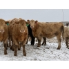 Image 1 : Strickland Farms - 770# February Delivery Heifers - 73 Head (Corrine, SK)