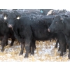 Image 9 : Little Rainbow Ranch - 22 Black & BBF Simm X Angus 3rd Calf Spring Calvers (Moosomin, SK)