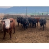 Image 10 : Westwold View Farms - 950# September Delivery Steers - 62 Head (Westwold, BC)