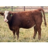 Image 5 : Pittman Brothers Production - 680# October Delivery Heifer Calves - 30 Head (Warner, AB)