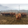 Image 4 : Breault Ranching Ltd. - 585# May Delivery Steers - 48 Head (Ste. Rose, MB) VBP+