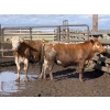 Image 6 : Bruce & Judy Dickson - 943# June Delivery Steers - 63 Head (Leslieville, AB)