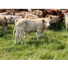 Image 7 : Wayne & Logan Lytwyn - 645# Oct/Nov Delivery Steer Calves - 190 Head (Winnipegosis, MB)