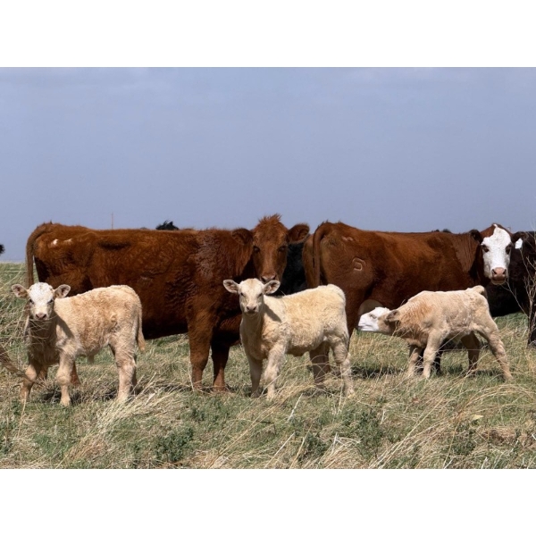 Sand Creek Enterprises - 580# October Delivery Heifer Calves - 23 Head (Duchess, AB)