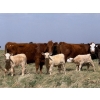 Image 1 : Sand Creek Enterprises - 580# October Delivery Heifer Calves - 23 Head (Duchess, AB)