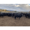Image 4 : Kamloops Area Ranchers - 555# October Delivery Heifer Calves - 100 Head (Kamloops, BC)