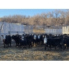 Image 3 : Bircham Ranch - 900# January Delivery Steers - 135 Head (Piapot, SK)