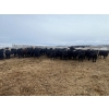 Image 4 : Ed Curry Ranching Ltd. - 725# March/April Delivery Steers - 170 Head (Big Stone, AB)