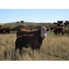 Image 8 : Crooked Tree Ranch - 610# October Steer Calves - 125 Head (Jenner, AB)