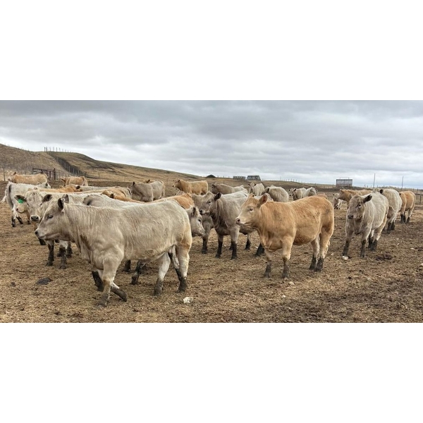 Cross Bar Ranch - 1025# May Delivery Heifers - 62 Head (Consort, AB)