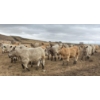 Image 1 : Cross Bar Ranch - 1025# May Delivery Heifers - 62 Head (Consort, AB)