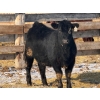 Image 6 : Lazy J Cattle Co. - 675# February Delivery Heifers - 78 Head (Gem, AB)