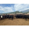 Image 2 : Westwold View Farms - 950# September Delivery Steers - 62 Head (Westwold, BC)