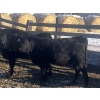 Image 6 : Rock Creek Cattle Co. Ltd. - 530# December Delivery Weaned Heifers - 38 Head (Nanton, AB) VBP+