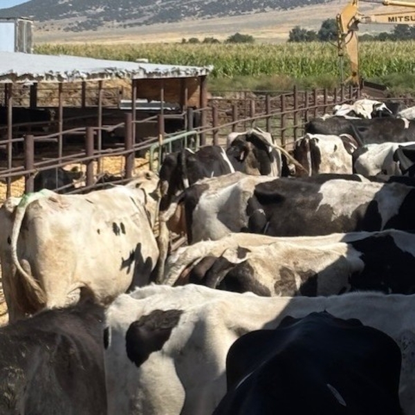 Idaho Dairies/Ranches - 47 Cows & 1 Bull (Burley, ID)