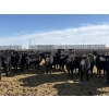 Image 8 : 9 Bar Ranch - 600# February Delivery Heifers - 30 Head (Fincastle, AB) VBP+