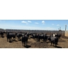 Image 1 : Cattlewood Farms Ltd. - 825# June/July Delivery Heifers - 76 Head (Fincastle, AB)