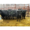 Image 3 : D6 Cattle Farm - 15 Heifers (Pen 406)