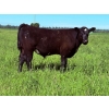 Image 8 : Bar 27 Stock Farm - 625# September Delivery Steer Calves - 50 Head (Spruce View, AB) VBP+