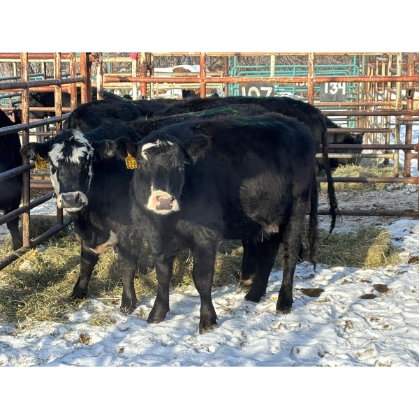 98 Ranch - 4 Second & Third Calvers (Pen 107)