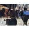 Image 2 : Reid Ranching Cremona - 650# March Delivery Heifers - 98 Head (Cremona, AB)