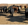 Image 5 : Lazy B Farm & Ranch - 690# March Delivery Steers - 45 Head (Linden, AB)