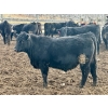 Image 8 : In The Coulee Ranch - 820# February Delivery Steers - 36 Head (Pincher Creek, AB)