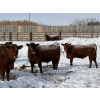Image 3 : Helland Land & Cattle Co. Ltd. - 932# March/April Delivery Steers - 39 Head (Lomond, AB)