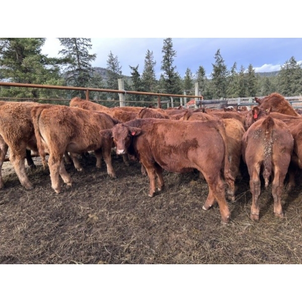 Bob & Donna, Nikita Leavitt - 600# October Delivery Steer Calves - 55 Head (Kamloops, BC) VBP+
