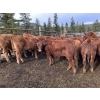 Image 1 : Bob & Donna, Nikita Leavitt - 600# October Delivery Steer Calves - 55 Head (Kamloops, BC) VBP+