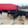 Image 3 : Turtleview Livestock - 750# March Delivery Steers - 79 Head (Goodlands, MB) VBP+