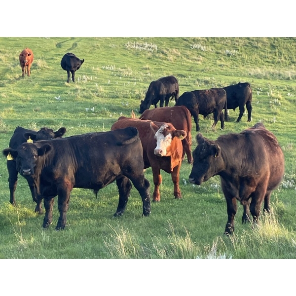 Bar 3 Ranches Ltd. - 1050# August Delivery Grass Steers - 290 Head (Erskine, AB)