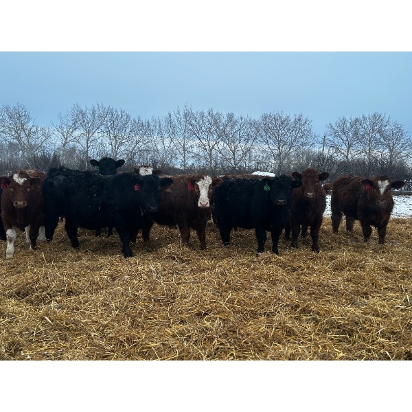 Chris Bartel - 900# March Delivery Heifers - 70 Head (Fort Vermilion, AB)