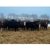 Image 1 : Chris Bartel - 900# March Delivery Heifers - 70 Head (Fort Vermilion, AB)