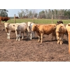 Image 1 : Klause Farms - 760# June Delivery Steers - 110 Head (Onoway, AB)