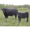 Image 5 : Clay Ridge Stock Farms Inc. - 560# November Delivery Steer Calves - 100 Head (Fairlight, SK)
