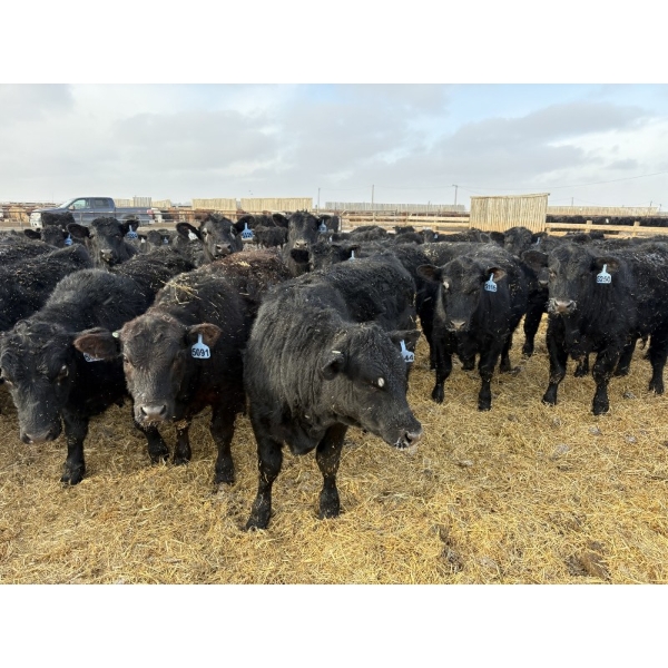 9 Bar Ranch - 750# February Delivery Steers - 192 Head (Taber, AB) VBP+