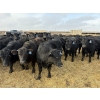 Image 1 : 9 Bar Ranch - 750# February Delivery Steers - 192 Head (Taber, AB) VBP+