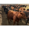 Image 8 : Van Hall Cattle Co. - 930# April Delivery Steers - 185 Head (Scandia, AB)