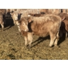 Image 3 : Stankievech Ranches - 690# January Delivery Heifers - 80 Head (Trochu, AB)